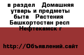  в раздел : Домашняя утварь и предметы быта » Растения . Башкортостан респ.,Нефтекамск г.